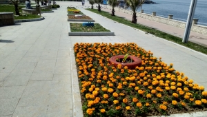 Akçakoca' da, Parklar Mevsimlik Çiçeklerle Süsleniyor