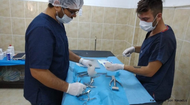 Fındık İyileşiyor