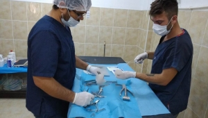 Fındık İyileşiyor