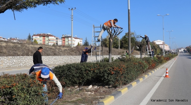 Ağaç Budama Çalışmaları Başladı