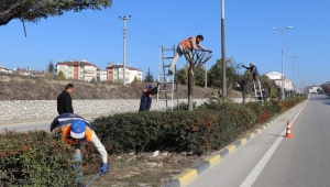 Ağaç Budama Çalışmaları Başladı