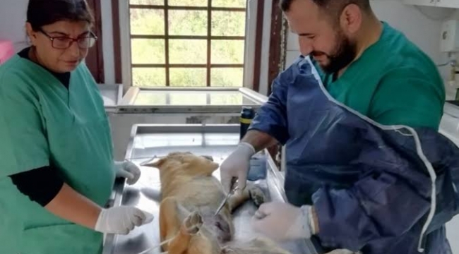 Karasu Belediyesi'nden Sokak Hayvanlarına Yardım