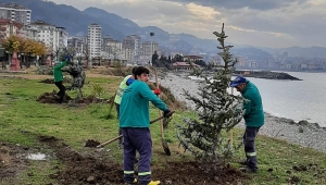 270 ADET LADİN FİDANI TOPRAKLA BULUŞTU