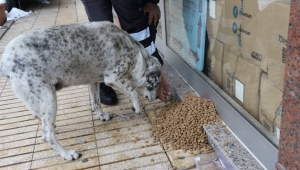 Rize Belediyesi sokak hayvanlarına karşı duyarsız kalmıyor