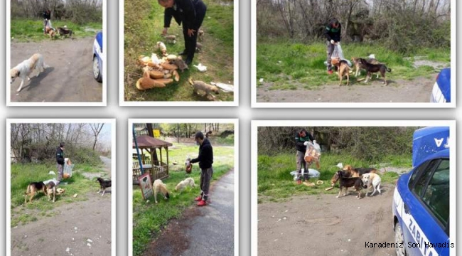 Arifiye Belediyesi Sokak hayvanları unutmadı