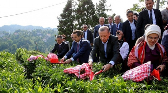 Cumhurbaşkanı Erdoğan, Yaş Çay Fiyatını Açıkladı