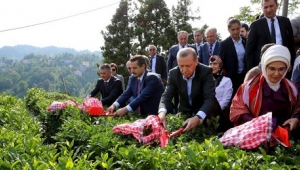 Cumhurbaşkanı Erdoğan, Yaş Çay Fiyatını Açıkladı