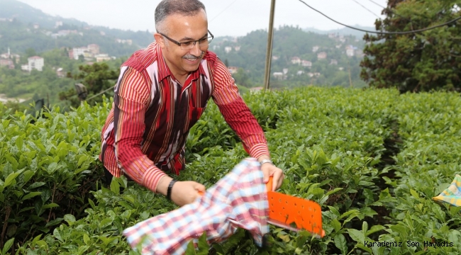 Vali Kemal Çeber, Çay Sezonu Açılışında Çay Hasadı Yaptı