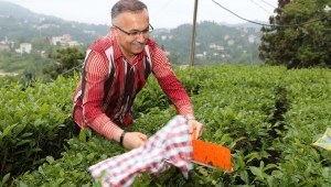 Vali Kemal Çeber, Çay Sezonu Açılışında Çay Hasadı Yaptı