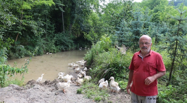 Pekin ördeği Karadeniz’de