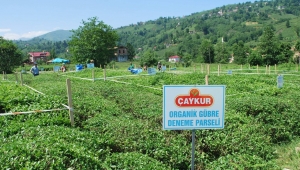 Çaykur'dan Bayram Öncesi Üreticileri Sevindiren Ödemeler