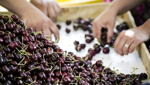 Taze meyve sebze ihracatçılarından pandemi döneminde ihracat rekoru geldi