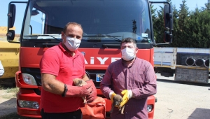 Afacan Yavru Köpeklerin İmdadına Zabıta ve İtfaiye Ekipleri Yetişti…