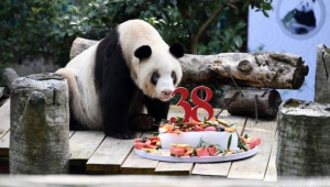 Dünyanın en yaşlı pandasına doğum günü sürprizi!