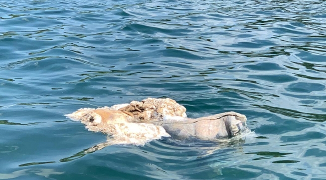 Sapanca Gölü’nde kurban atıkları temizlendi