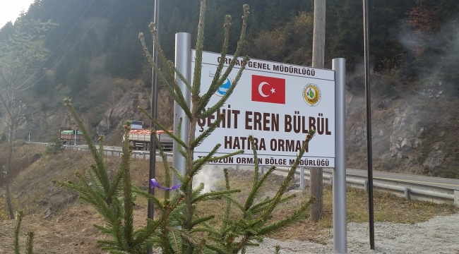 Şehit Eren Bülbül’ün anısına dikilen fidanlar büyüyor