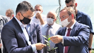 ÇAYKUR üçüncü sürgünde 50 bin ton yaş çay aldı