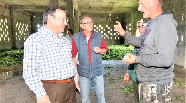 ÇAYKUR’UN ÜÇÜNCÜ SÜRGÜN KOTA MİKTARI ÜRETİCİYİ SEVİNDİRDİ