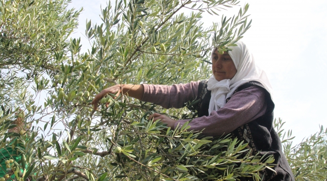 Sofralık zeytin ihracatında rekor