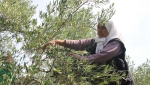 Sofralık zeytin ihracatında rekor