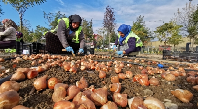 200 BİN LALE TOPRAKLA BULUŞUYOR