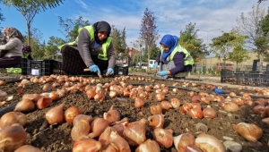 200 BİN LALE TOPRAKLA BULUŞUYOR