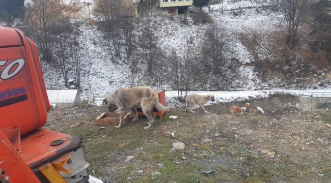  KAPIMIZIN ÖNÜNE SU VE MAMA BIRAKALIM