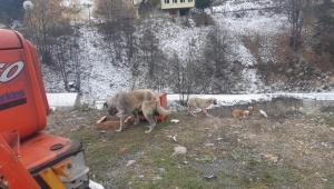  KAPIMIZIN ÖNÜNE SU VE MAMA BIRAKALIM