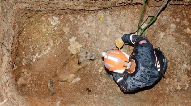 Kuyuya Düşen Köpeği AFAD Ekipleri Kurtardı