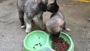 Kurumlardan ve Vatandaşlardan Sahipsiz Sokak Hayvanlarına Destek