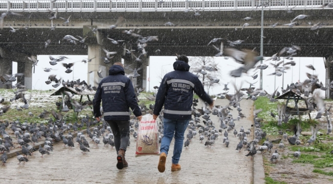 Rize Belediyesi Şefkat Eli sokak hayvanlarına uzanmaya devam ediyor