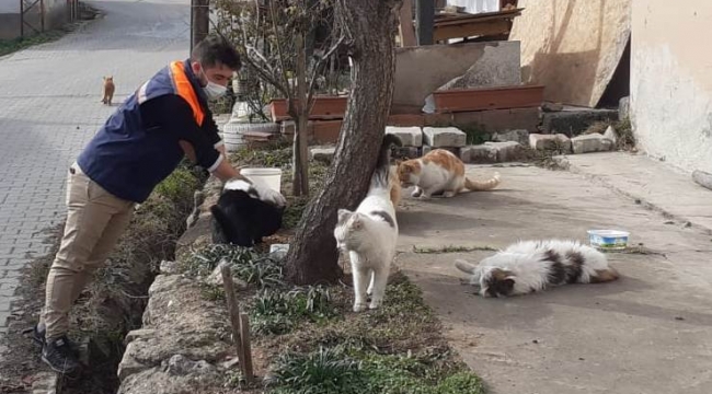 Safranbolu Belediyesi hafta sonları sokak hayvanlarını besliyor