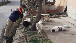 Safranbolu Belediyesi hafta sonları sokak hayvanlarını besliyor