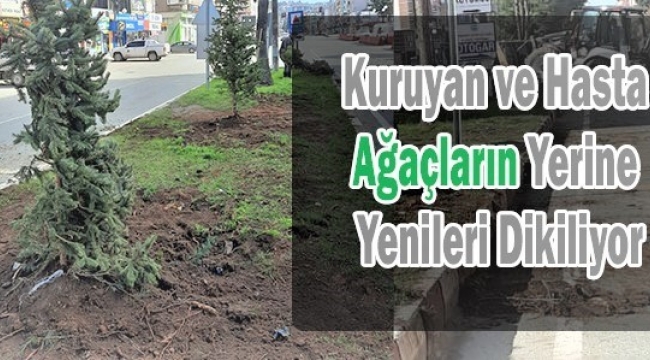 ARDEŞEN BELEDİYESİ KURUYAN AĞAÇLARIN YERİNE YENİLERİNİ DİKİYOR