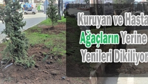 ARDEŞEN BELEDİYESİ KURUYAN AĞAÇLARIN YERİNE YENİLERİNİ DİKİYOR