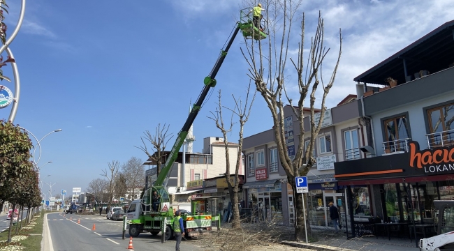 Büyükşehir ağaç budama çalışmalarını sürdürüyor