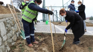 Safranbolu’da Parklara Bodur Meyve Ağaçları Dikiliyor