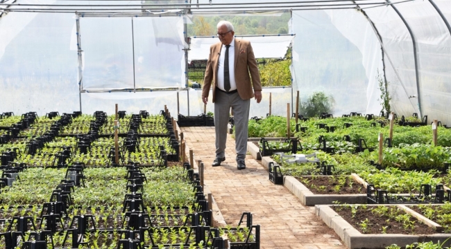 500 aileye 40 bin ata tohumu fidesi dağıtılacak