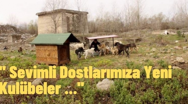 Sokak Hayvanlarına Yeni Kulübeler