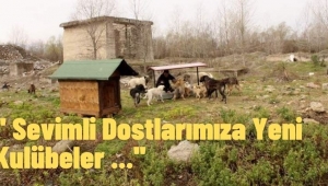 Sokak Hayvanlarına Yeni Kulübeler