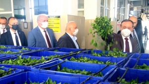 Çaykur Genel Müdürü Alim; bir günde 3 ayrı çay fabrikasında kampanya açılışını başlattı