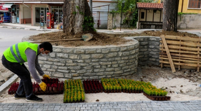 Safranbolu'da Çiçekler Toprakla Buluşuyor