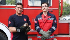 Davetsiz misafir artık ait olduğu yerde
