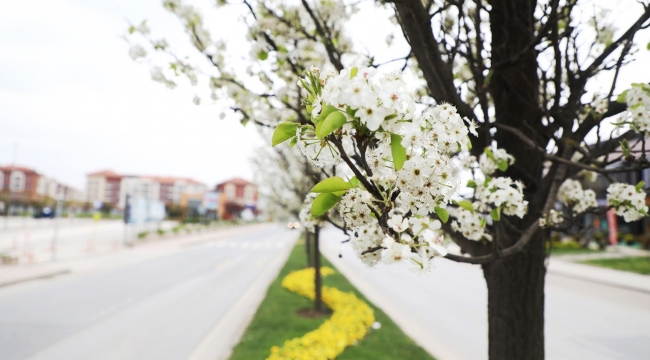 Peyzaj uygulamaları şehre estetik katacak