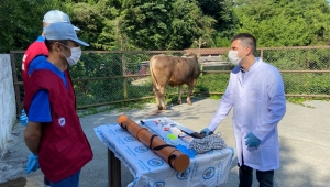 Belediyenin kurban yakalama timi göreve hazır