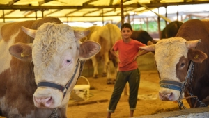 Kurban Bayramı sakatatlarını çöpe atmayalım