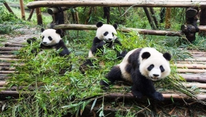 Pandalar, nesli tükenen hayvanlar listesinden çıktı