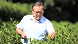 ÇAYKUR’UN ÜRETTİĞİ BEYAZ ÇAY PANDEMİYE ŞİFA OLDU