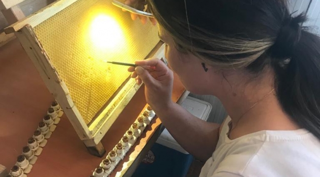 Sakarya Büyükşehir, ana arı üretimi eğitimleri gerçekleştirildi