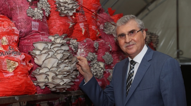 “İstiridye mantarı üretimi hızla devam ediyor”
